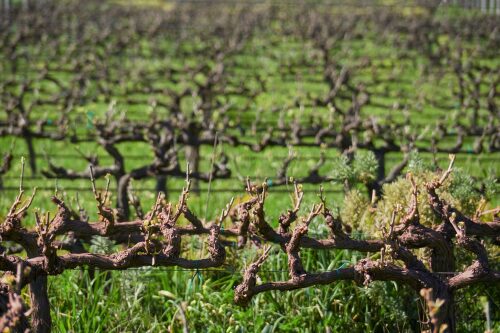 Cape Winelands Stellenbosch
