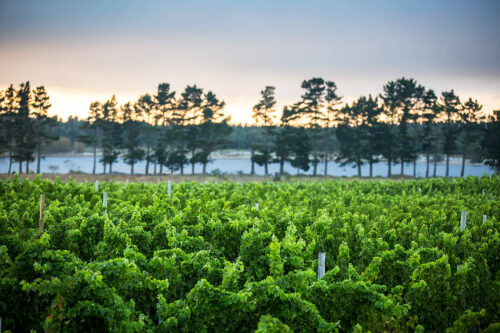Elgin Vineyards