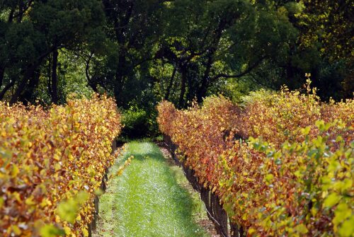Paarl vineyard