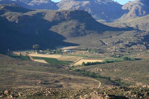 Vineyards in the Cederberg South Africa