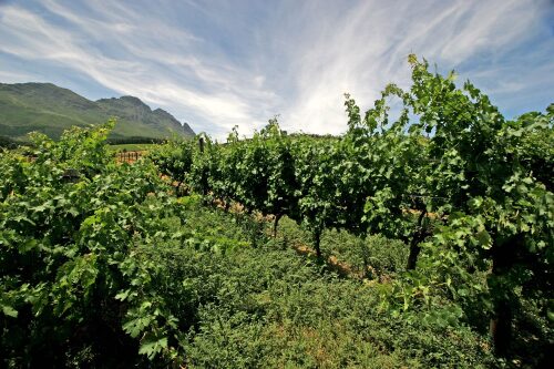 Muratie Wine Estate Cape Town South Africa